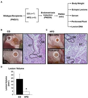 Lesion Genotype Modifies High-Fat Diet Effects on Endometriosis Development in Mice